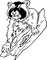 RACCOON3.WMF