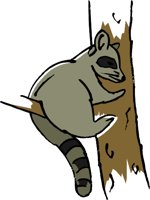 RACCOON1.WMF