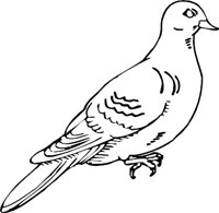 PIGEON3.WMF