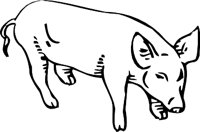 PIG3.WMF