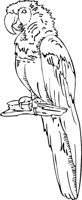 PARROT3.WMF