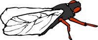 CICADAJ.WMF