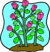 ROSEBSHR.WMF