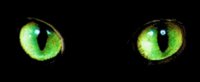 eyes.jpg