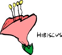 HAWAIIJ.WMF