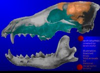 SKULL21.GIF