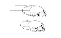 SKULL3.GIF