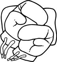 BOXGLOVR.WMF