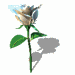 bspinwhiterose.gif