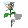 bspinwhiterose.gif