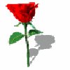 bspinredrose.gif