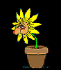cehayfever.gif