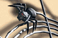 web.gif