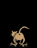 springcat.gif