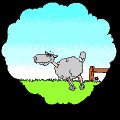 sheep.gif