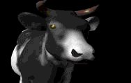 cow6[1].gif