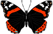 butterfly.gif