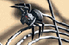 web.gif