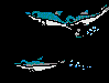 dolphins.gif