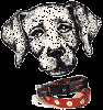 dog22.gif