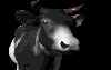 cow6[1].gif