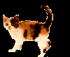 cat49[1].gif