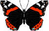 butterfly.gif