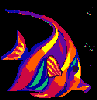 angelfish.gif