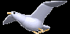 3d bird.gif