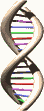 dna.gif
