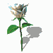 bspinwhiterose.gif
