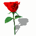 bspinredrose.gif