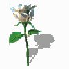 bspinwhiterose.gif