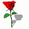 bspinredrose.gif
