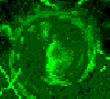 swirl.gif