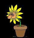 cehayfever.gif