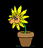 cehayfever.gif