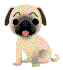 pug.gif