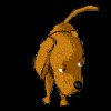 dog[1].gif