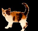 cat49[1].gif
