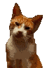 cat2.gif