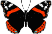 butterfly.gif