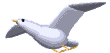 3d bird.gif