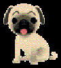 pug.gif