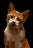 cat2.gif