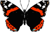 butterfly.gif