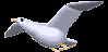 3d bird.gif
