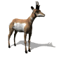 antelope_looking_around_sw.gif