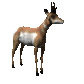 antelope_looking_around_sc.gif