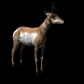 antelope_looking_around_sb.gif
